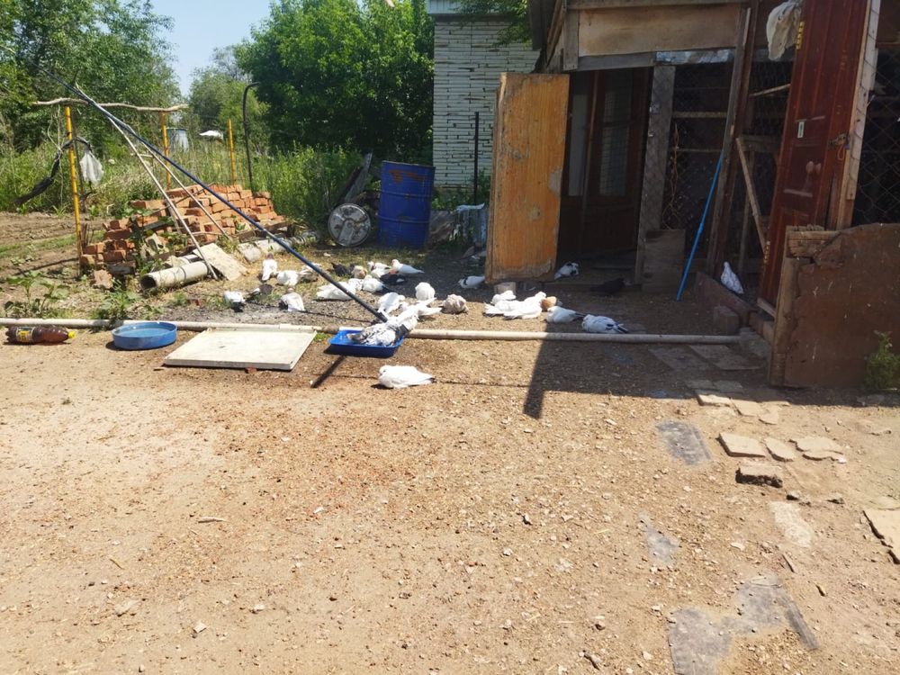 Продам домашних голубей