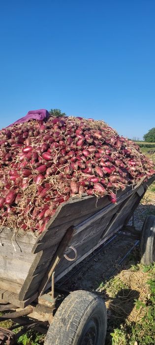 Vand ceapa rosie