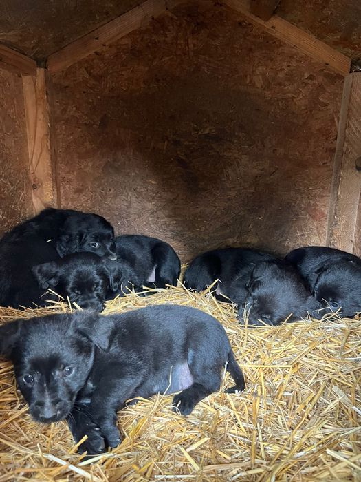 oferim catelusi golden retriever metis