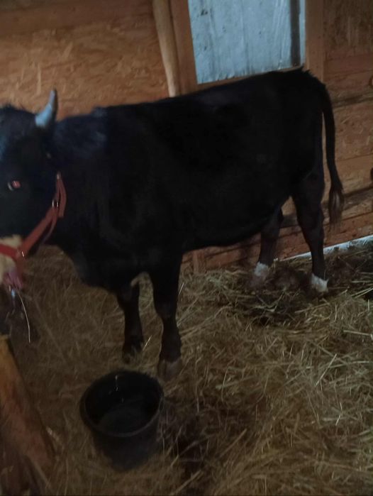 Junincă de vânzare