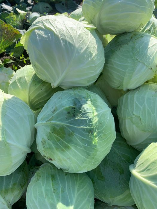 Varza Beverly Socodor