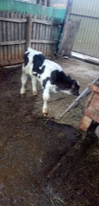 Tauras - Vitel de pus la vaca