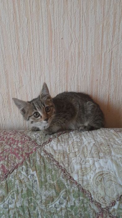 Отдам кота кошечку котенка в хорошие руки