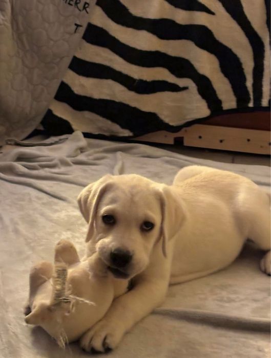 Labrador cu pedigree FCI