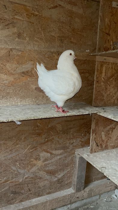 Vand sau schimb kingi linie noua