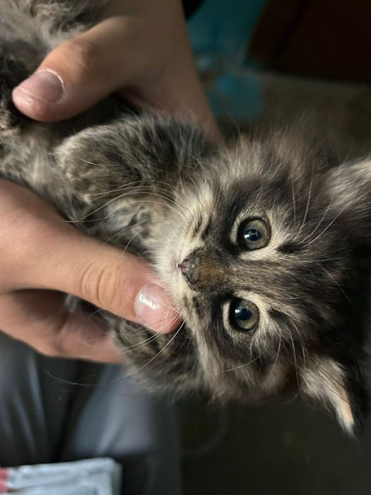 Милый котёнок в добрые руки