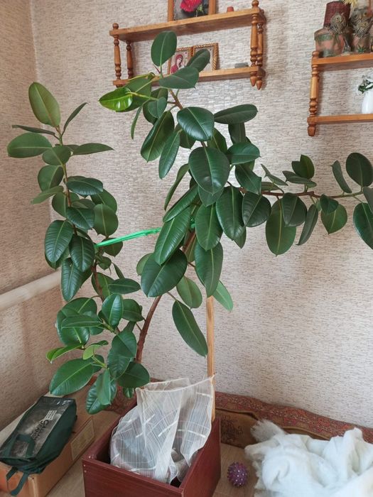 Цветы комнатные и для офиса.