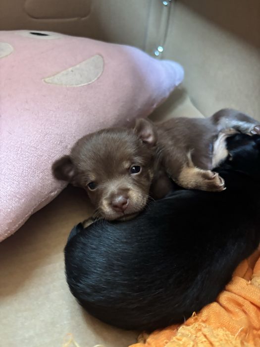 Мъжки и женски чихопинчер с родословие.