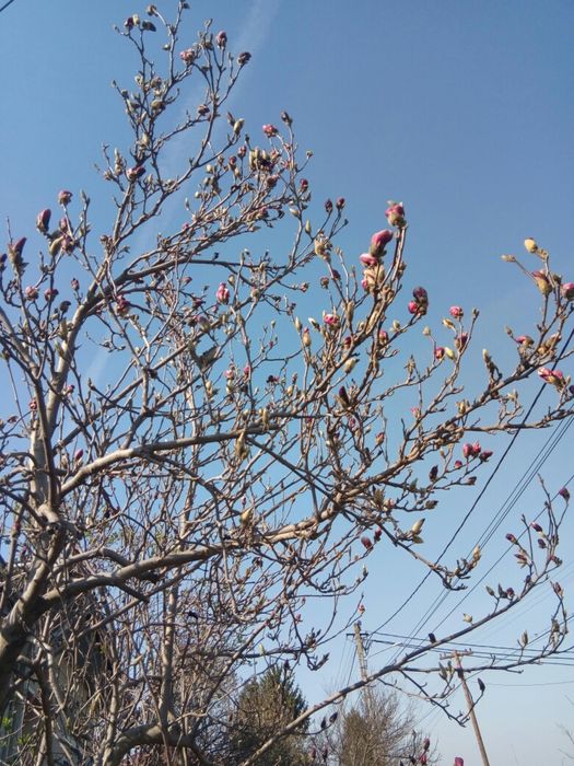 Magnolia , limba soacrei