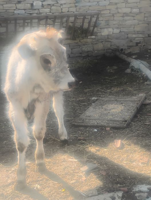 Продавам женско  теле