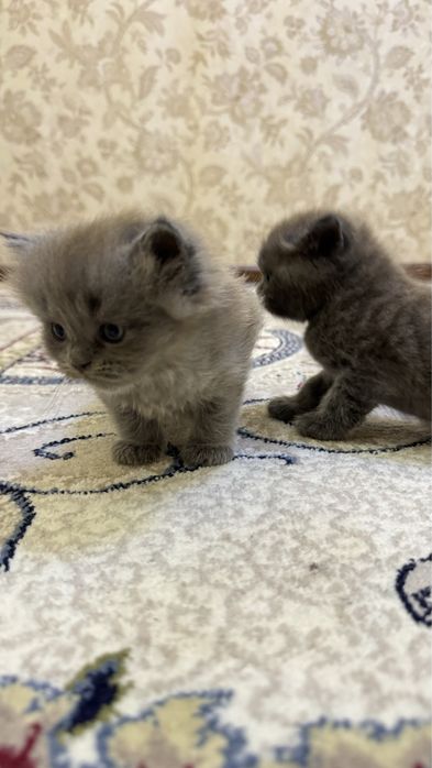 Шикарные Бритнские чистокровные котята