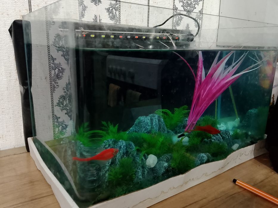 35litrli hitoy akvariyumi ichidagi aksesuarlari baliqlari bn yoni oval