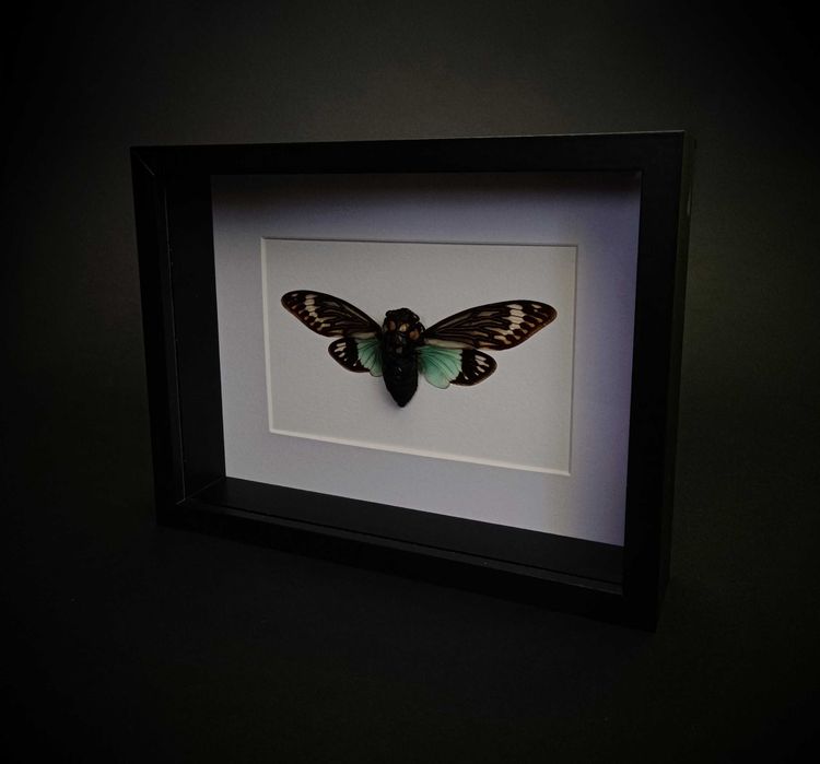 Препарирани насекоми-Богомолка, Пръчица, Цикада, Водни кончета и други