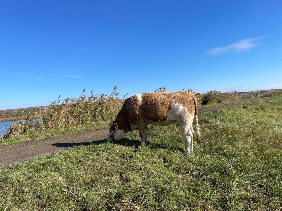Vitica 14 luni de vanzare