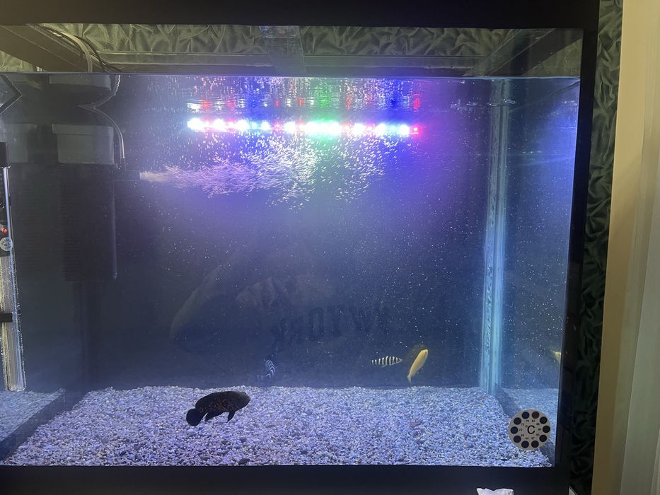 Акварииум с рыбками