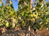 Struguri de vin diferite soiuri