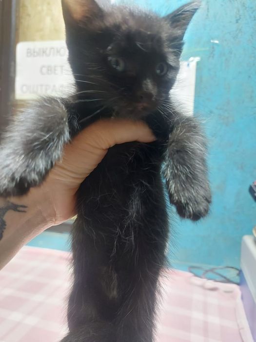 Отдам котят в хорошие руки
