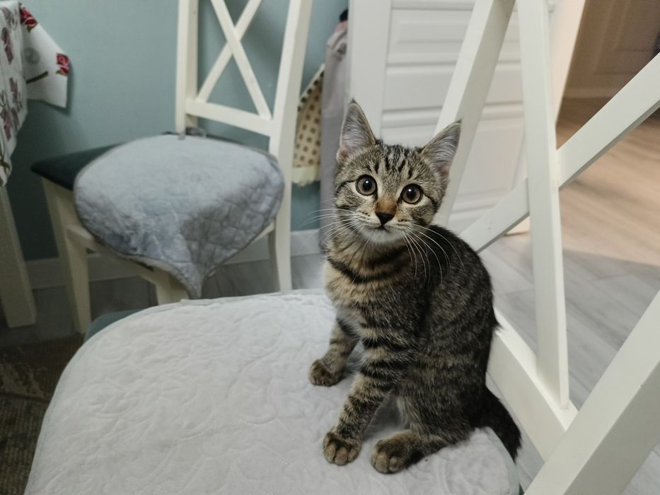 Котята 2 қыз девочки