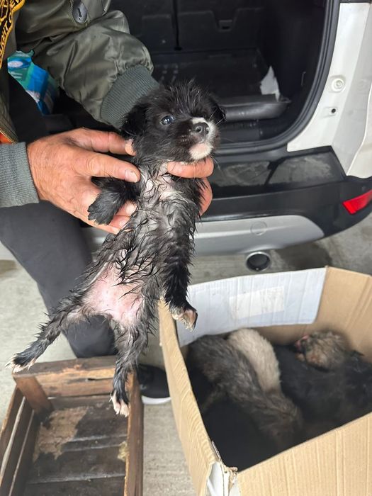 Donez cățeluși care au fost abandonați de stăpâni la marginea pădurii