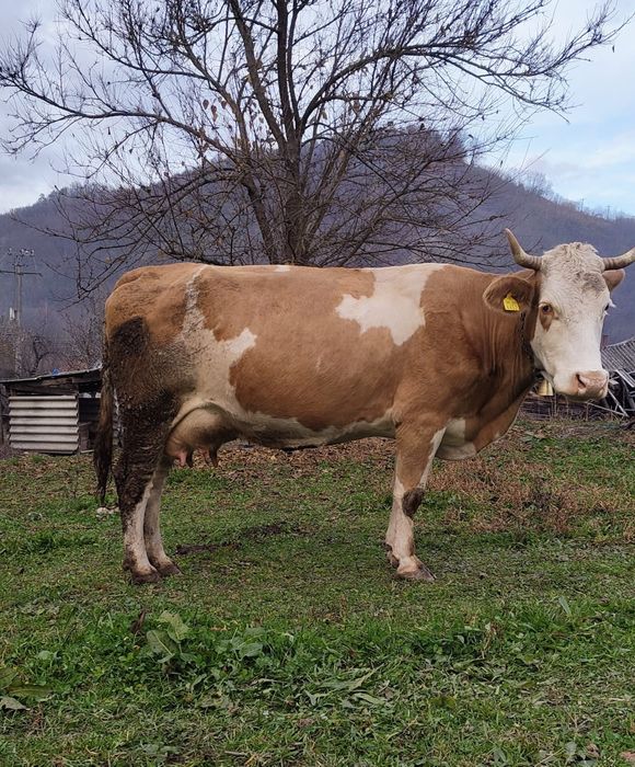 Vând vacă balanță românească