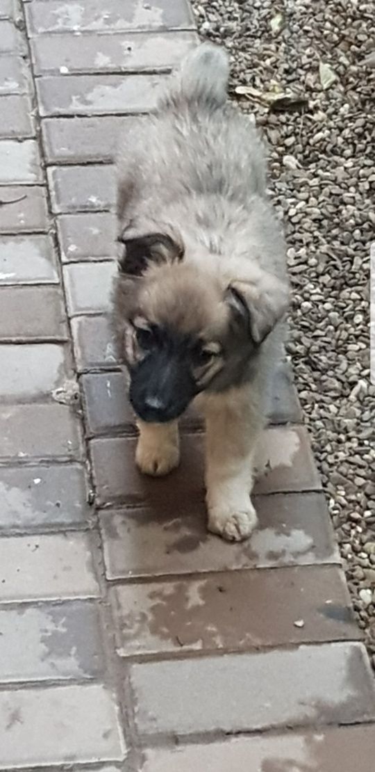 Donatie pui catei taie mica