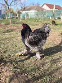 Cocoș Brahma blue