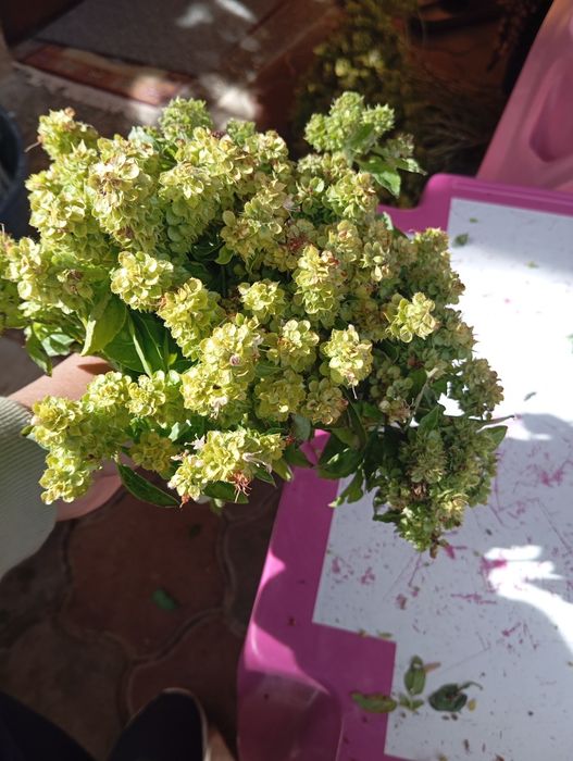 Vand busuioc verde si uscat