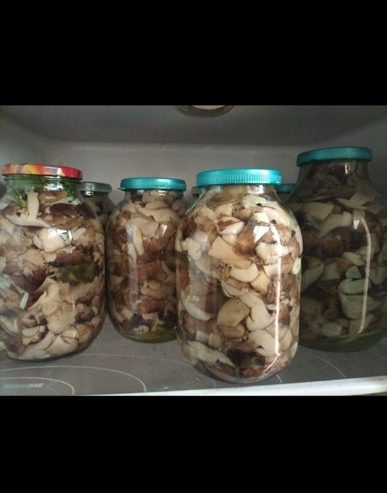 Грибы валуи и подосиновики