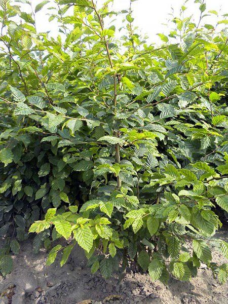 Vand Gard viu de carpen, lemn cainesc ( ligustrum) fag si ulmus pumila