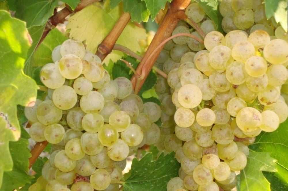 Producator vand struguri de vin albi-negri transport gratis la locatie