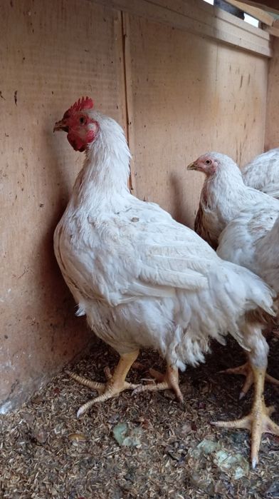 Бролер сотилади табий бокилган!