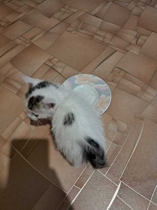Отдам котят в хорошие добрые руки