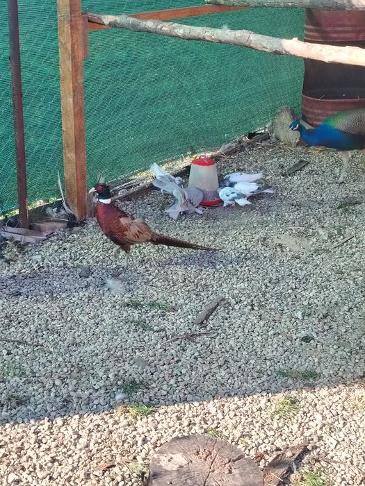 Pereche fazani si porumbei