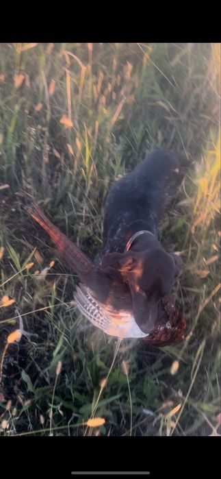 Продается молодая сучка курцхаара