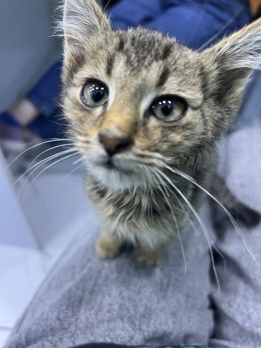 Отдам в добрые и ответственные руки