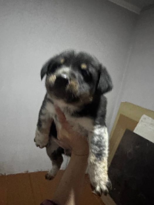 В хорошие руки отдаем щенят БЕСПЛАТНО