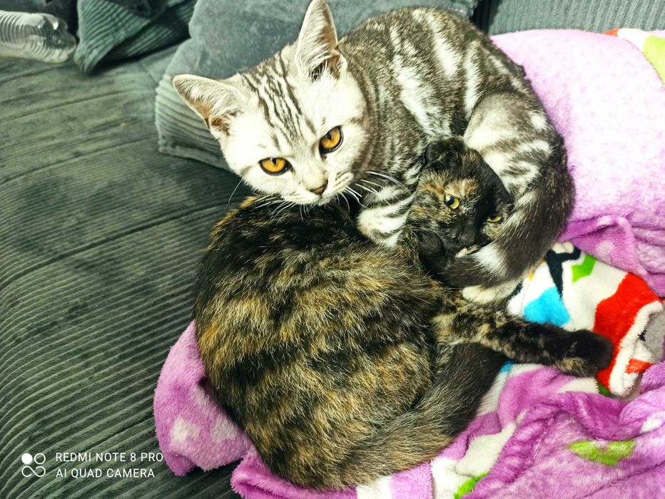 Одам красивых кошек, и котят в хорошие руки.