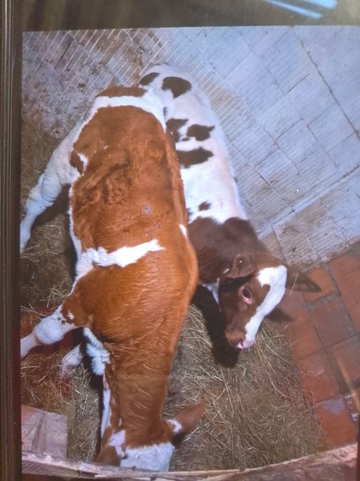 Vand vitei intarcati o femela și un mascul