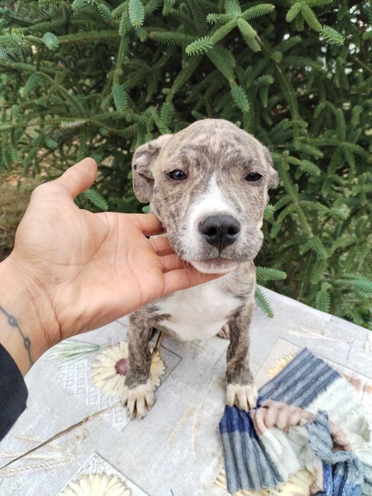 American bully 3 месеца