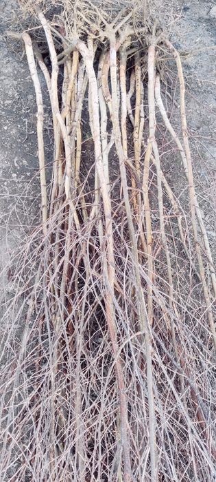 Mesteacăn alb înălțime 2 metri