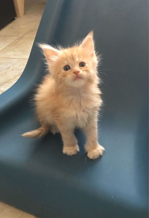 Maine Coon pui 3 luni