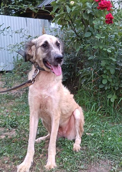 Собачки ЖдУт ЛюБяЩих ХоЗяев