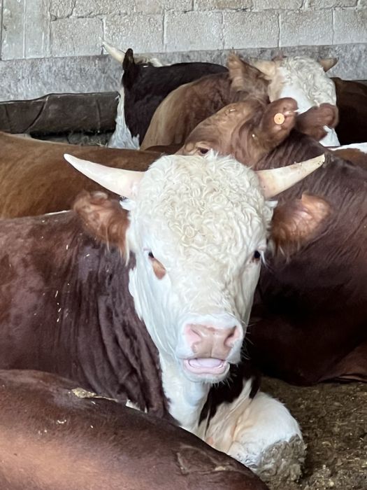 Продам Быков на откорме