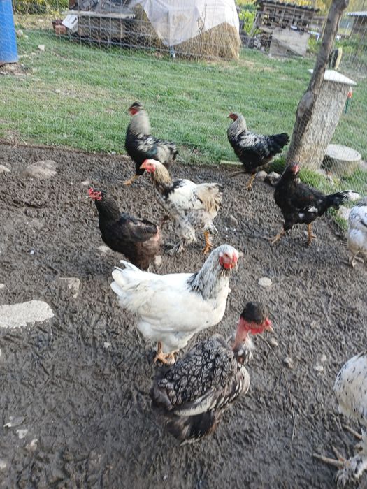 Cocoși de casă de vânzare