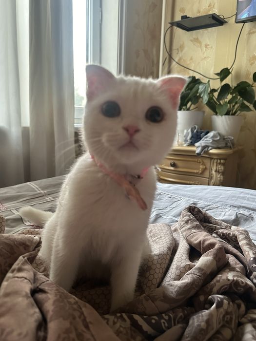 Turetskiy Angora