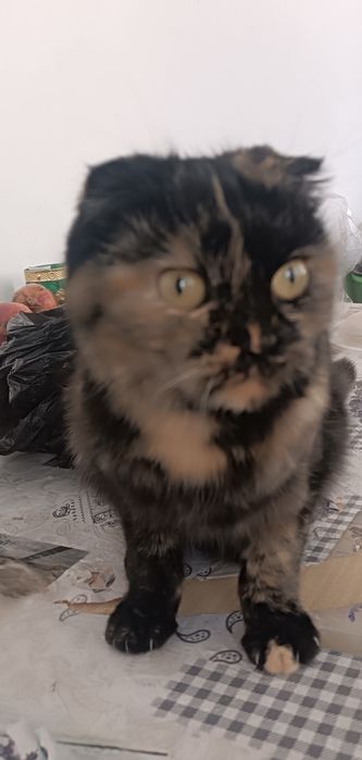 Шотландская вислоухая кошка