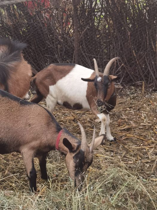 Vând capre și țap alpine