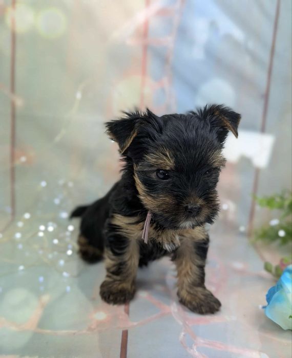 Yorkshire terrier 1300 lei