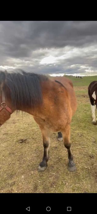 Vand 2 manze sau schimb cu o iapa