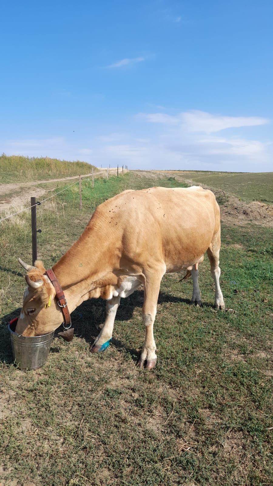 Vaci Baltatà Româneasca